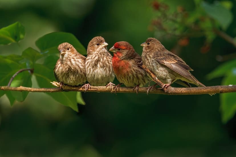 Four brown and red finches sit in a row on a mossy tree branch surrounded by blurred green forest leaves.