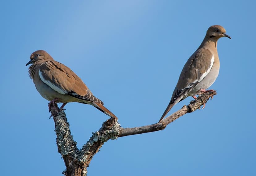 Two white-winged doves perch on a mossy dead branch facing away from each other against a clear blue sky background.