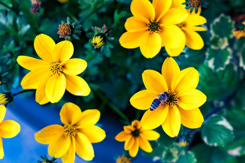 Honeybee with fuzzy yellow body crawls over bright golden flower petals against a soft blurred green background.