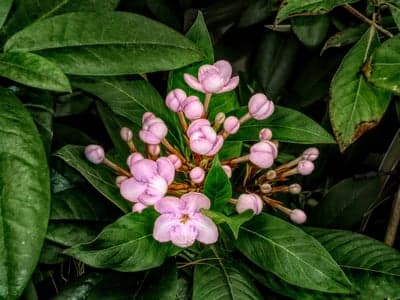 Soft Pink Floral Macro and Glossy Green Foliage Wallpaper