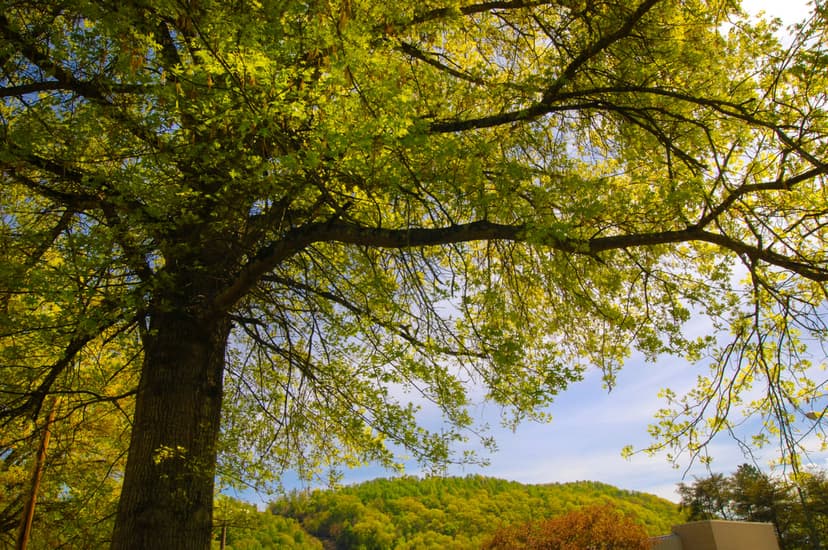 Green tree canopy reaches toward a blue sky with sunlight filtering through leaves and distant hills visible.