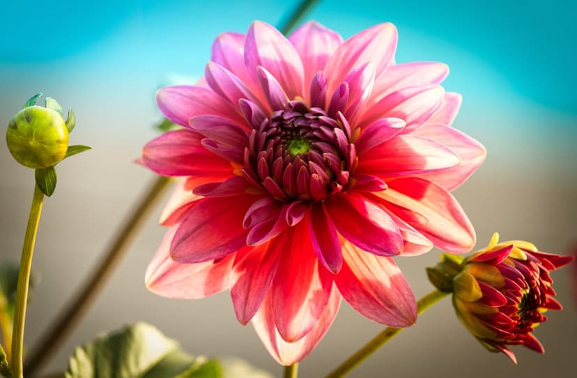Fuchsia dahlia flower with intricate petals and two green buds against a blurred blue sky in bright daylight.