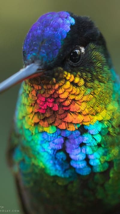 Close-up of a Fiery-throated Hummingbird's iridescent plumage