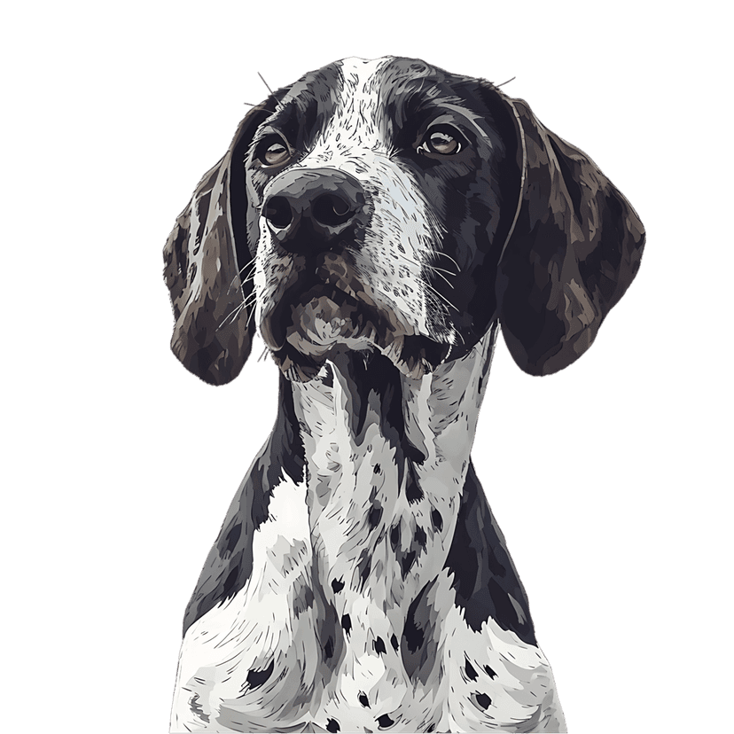 Pointer dog portrait with black and white fur markings looking upward against a dark studio background.