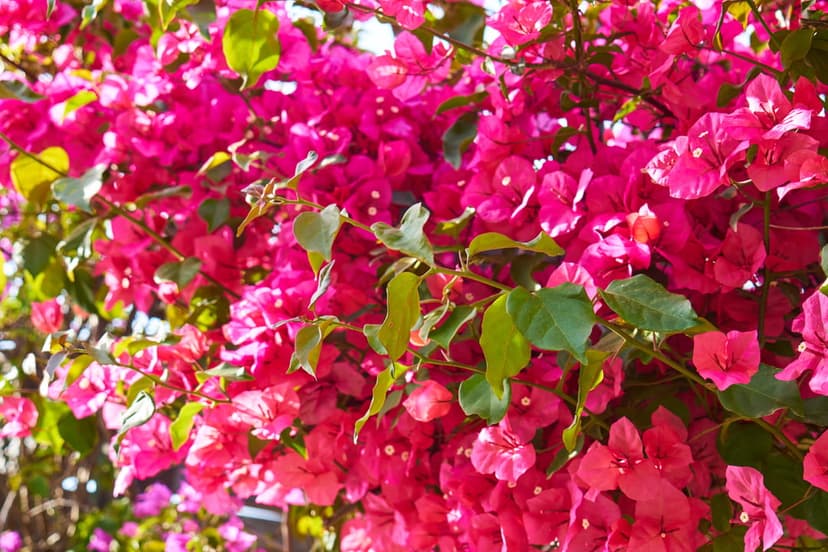 Magenta bougainvillea flowers with white centers and green leaves fill the frame in a dense tropical cluster.