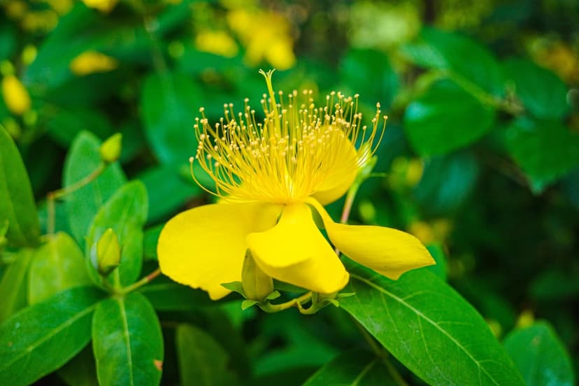 Yellow flower with long wispy stamens and golden petals against a blurred green leaf background in close-up.