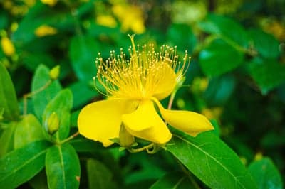 Vibrant Yellow Flower with Numerous Stamens Blooming