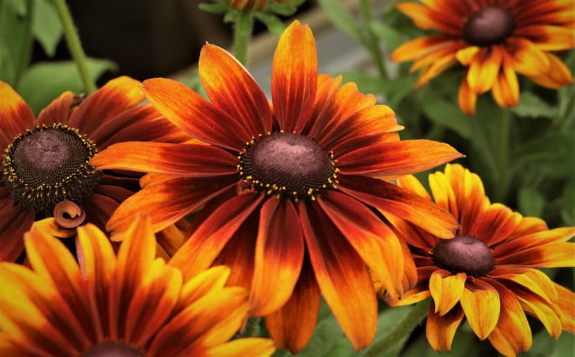 Black-eyed Susan flowers with bright orange and yellow petals surrounding dark brown centers in a macro view.