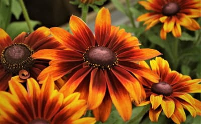 Fiery Orange Rudbeckia Petals Floral Phone Wallpaper
