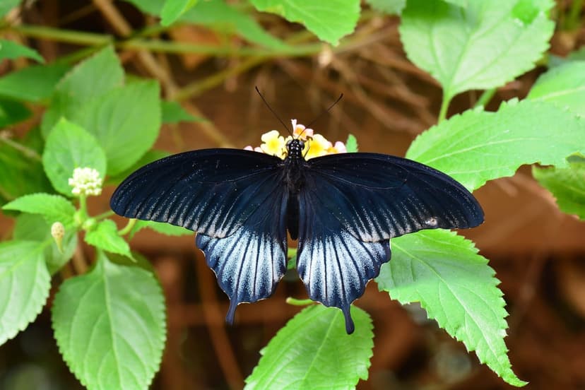 Black butterfly with white wing spots perched on small yellow blossoms against a soft green leafy backdrop.
