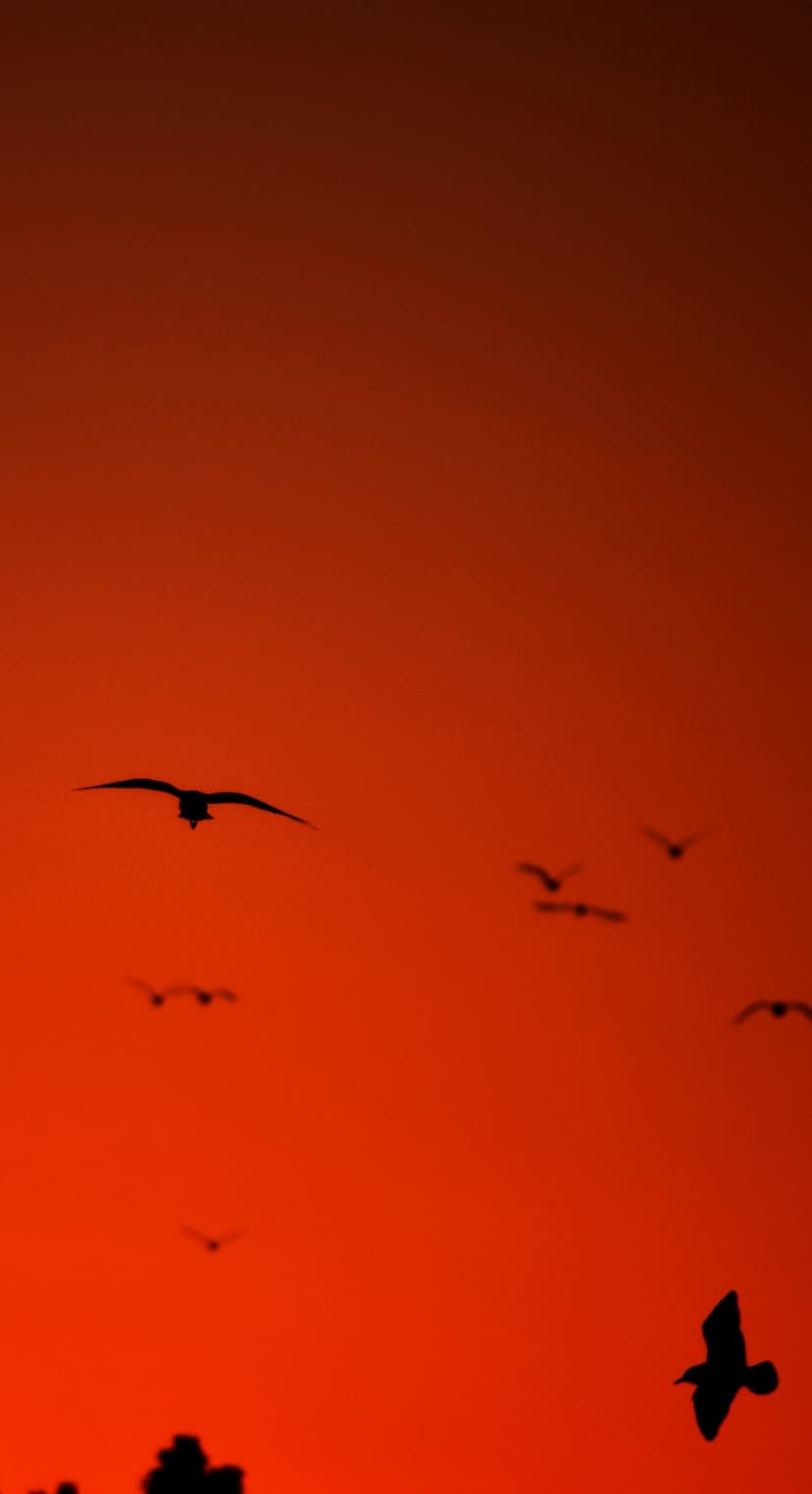 Silhouetted birds fly in formation across a vibrant orange and yellow gradient sky during a calm sunset.