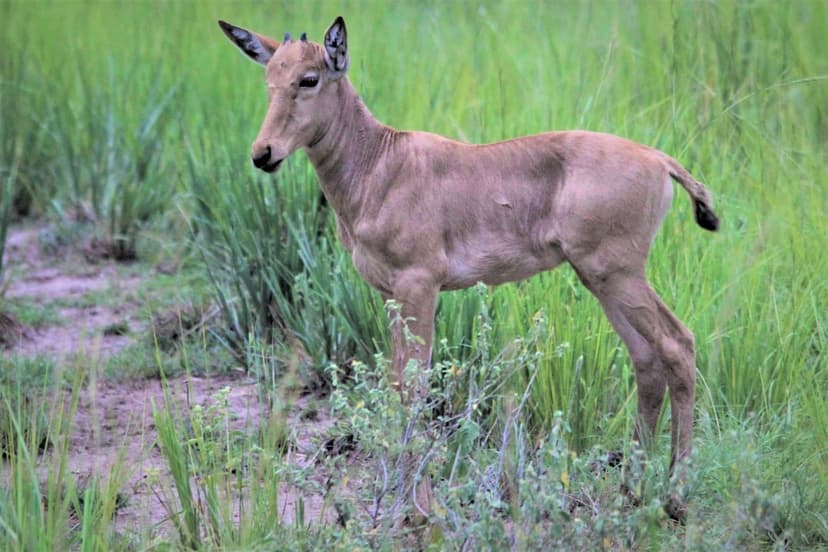 Wildebeest calf standing in tall green grass on the African savanna, looking alert under an overcast sky.