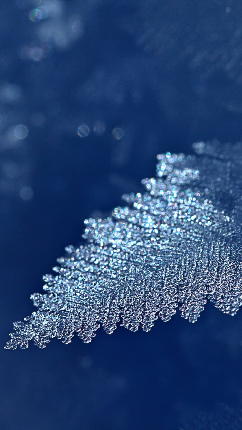 Ice crystals in a branching fern pattern glow with sharp detail against a blurred dark blue background.