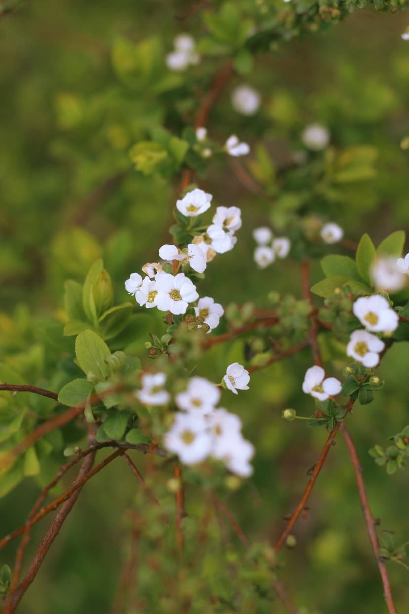 White flowers with yellow centers bloom on a green bush with a soft blurred background of leaves and branches.