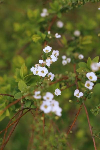 Delicate white flowers bloom on a green bush