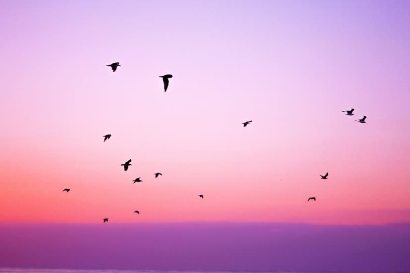 Black bird silhouettes fly across a pink and purple gradient sky over a calm, dark ocean horizon at dusk.