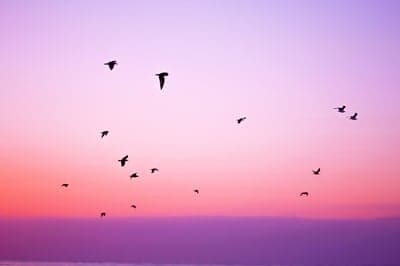 Birds Silhouetted Against Pink and Purple Sunset Sky