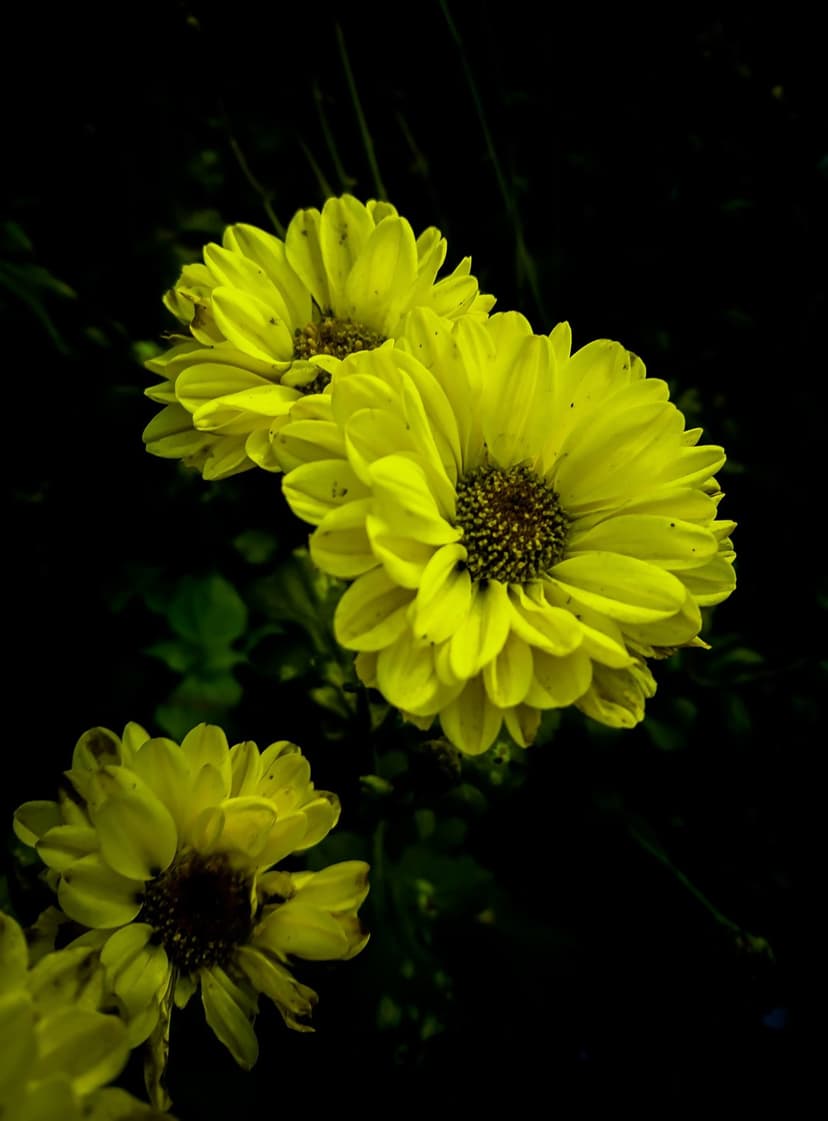 Yellow chrysanthemums with curved petals and textured centers positioned against a dark, shadowy garden background.