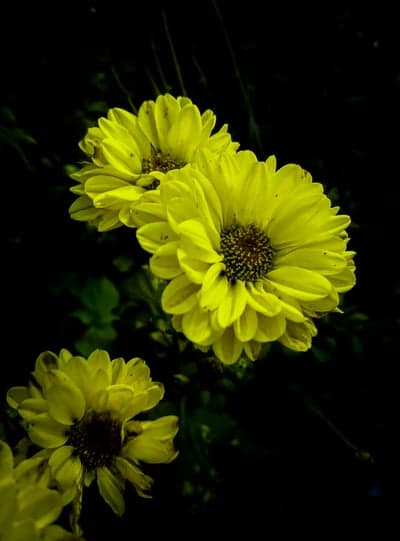 Vibrant Yellow Chrysanthemums Bloom in Dark Garden