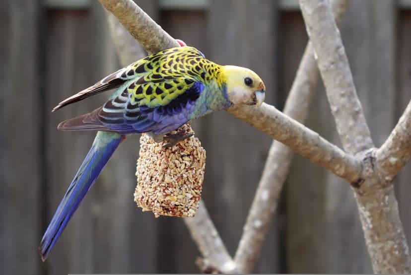 Eastern Rosella parrot with yellow and blue feathers pecks a seed block while perching on a textured tree branch.