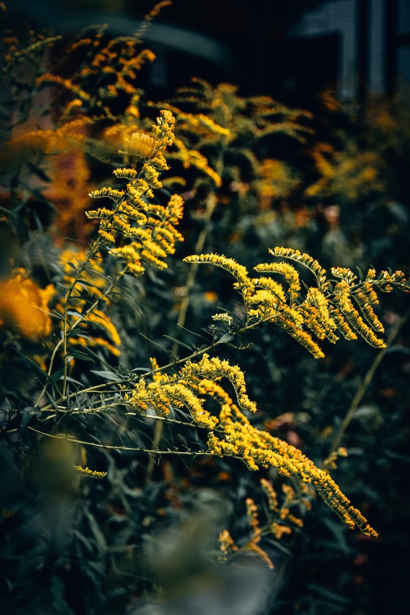 Goldenrod flowers with feathery yellow clusters bloom against a blurred dark green foliage background in macro.