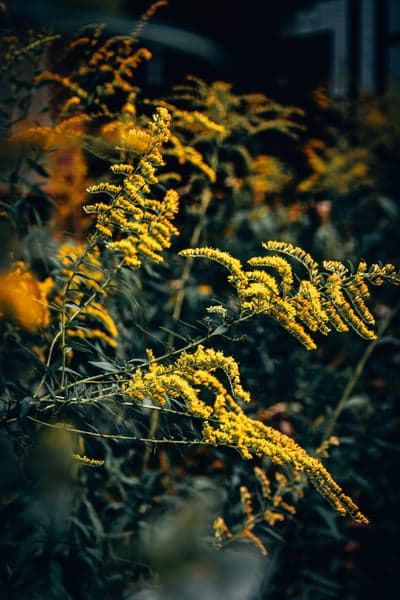 Goldenrod flowers blooming in vibrant yellow hues
