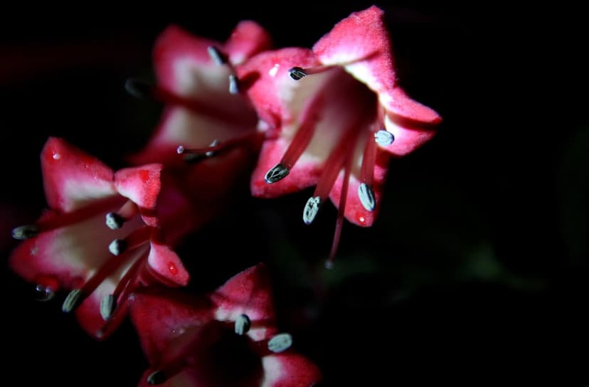 Pink bell-shaped flowers covered in glistening dew drops stand out against a dark, blurred background.