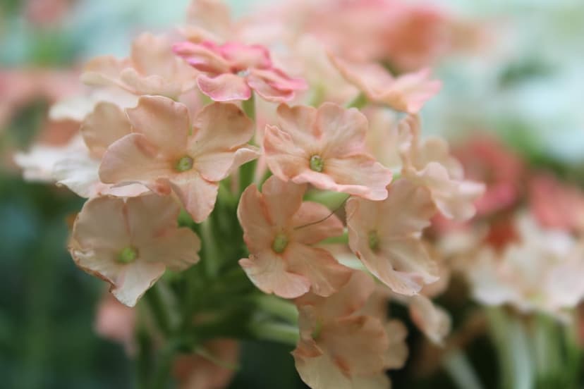 Peach verbena petals cluster together with green centers against a blurred garden backdrop in soft natural light.