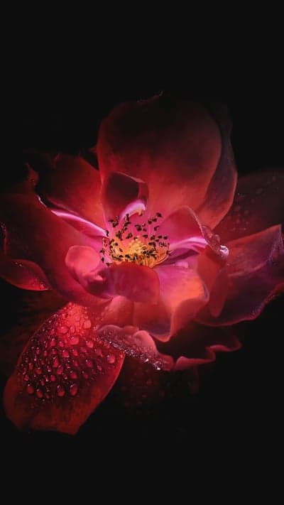 Enchanting Flora - A Gallery of Blooms