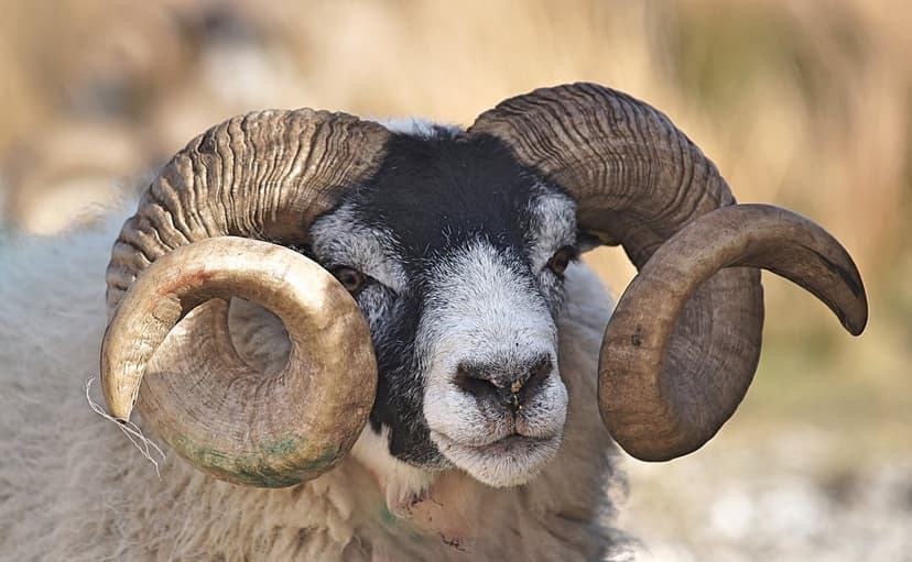 Mature ram with large spiraling horns and black facial markings against a soft, out-of-focus background.