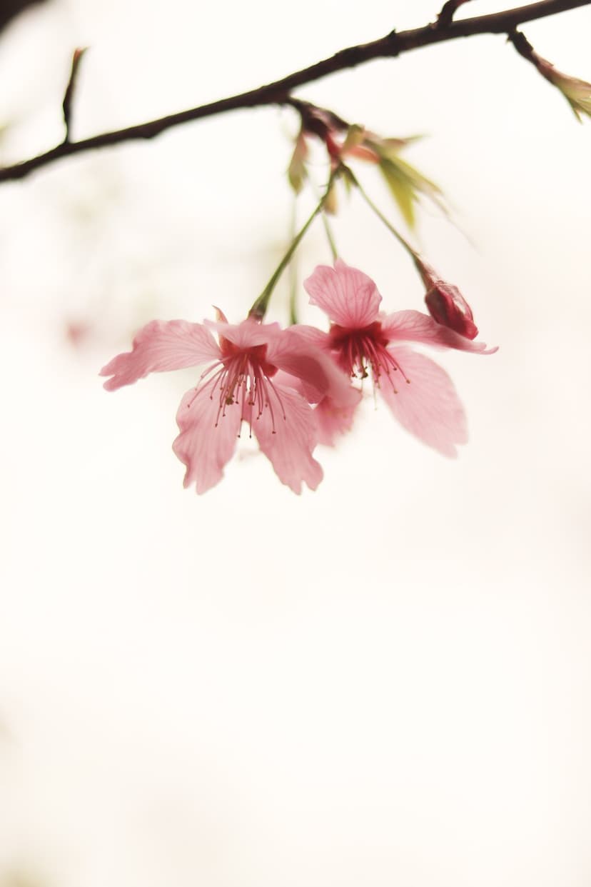 Pink cherry blossoms with visible stamens grow from a dark branch against a soft, bright out-of-focus background.