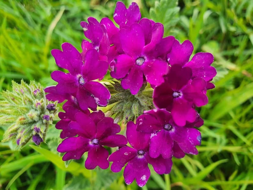 Purple verbena flowers with white centers bloom in a dense cluster against a soft-focus green meadow background.
