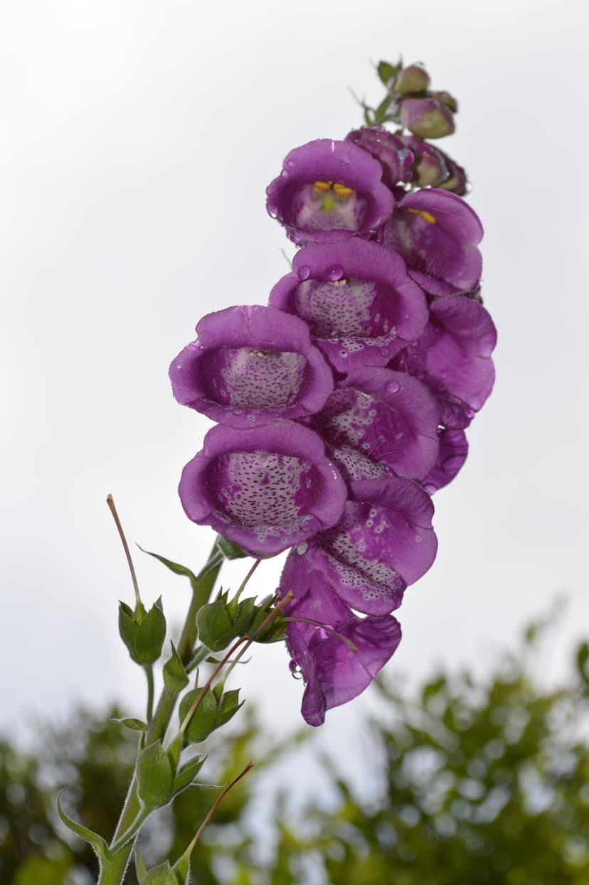 Purple foxglove flowers with white interior speckles and clear water droplets against a blurred green background.