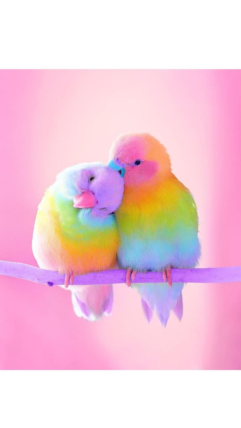Two lovebirds with rainbow pastel feathers cuddle on a wooden branch against a soft pink blurred background.