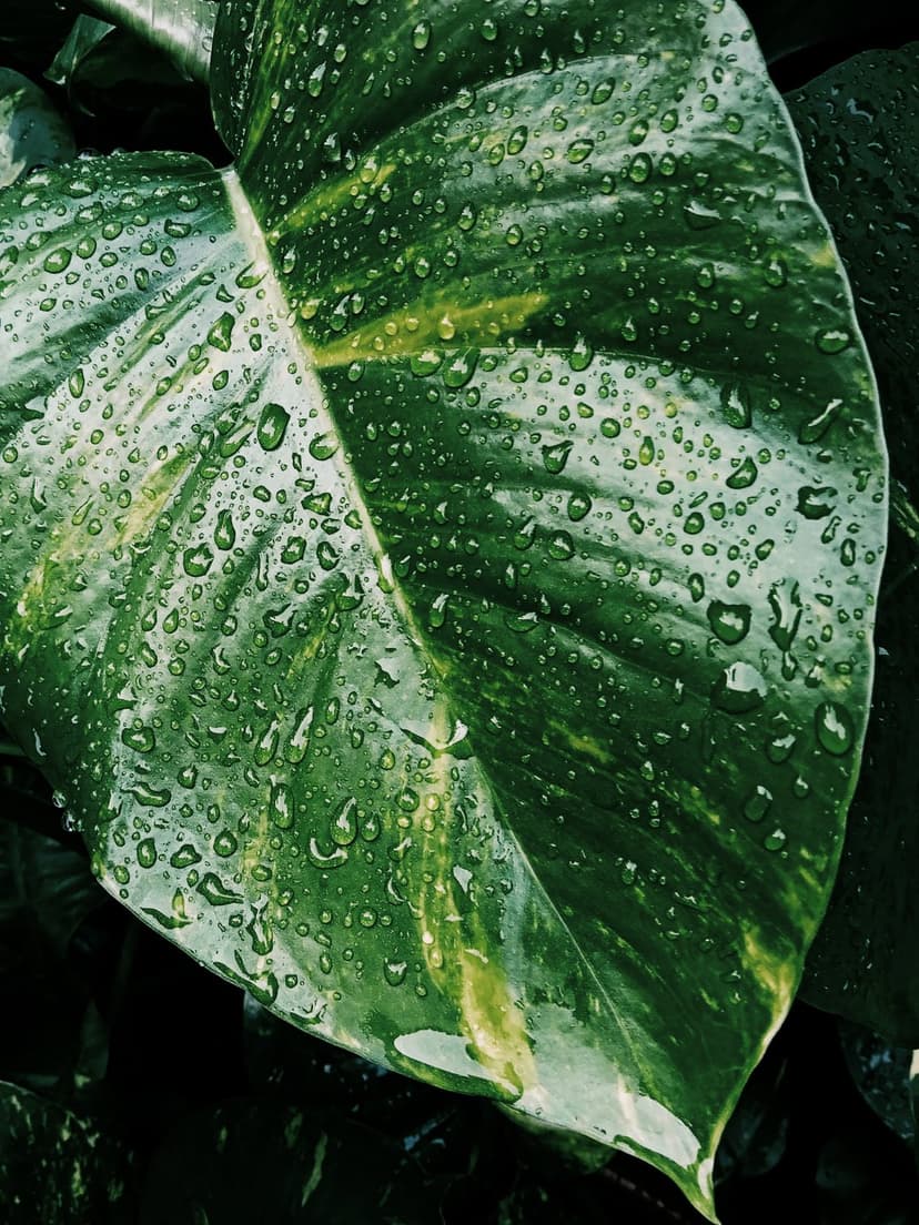 Transparent water droplets cling to a bright green leaf with visible veins and a soft blurred green background.