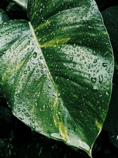 Dew Drops on a Lush Green Leaf