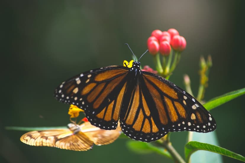 Monarch butterfly with orange and black wings perches on red flower buds against a blurred green meadow background.