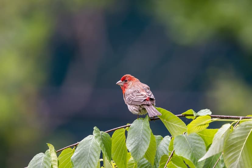 Male House Finch with red plumage perched on a leafy branch against a soft green blurred background.