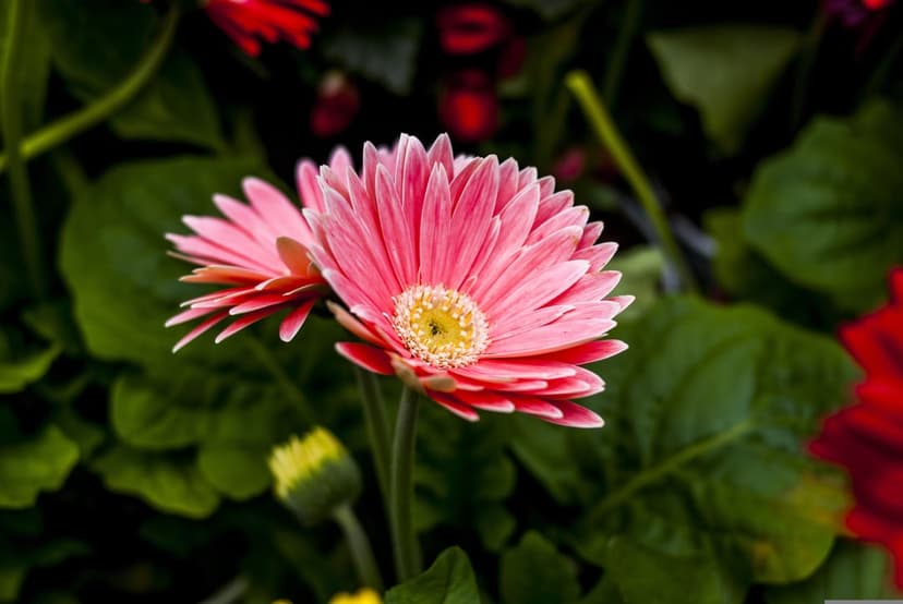 Pink Gerbera daisies with yellow centers stand out against dark green leaves and soft red background flowers.