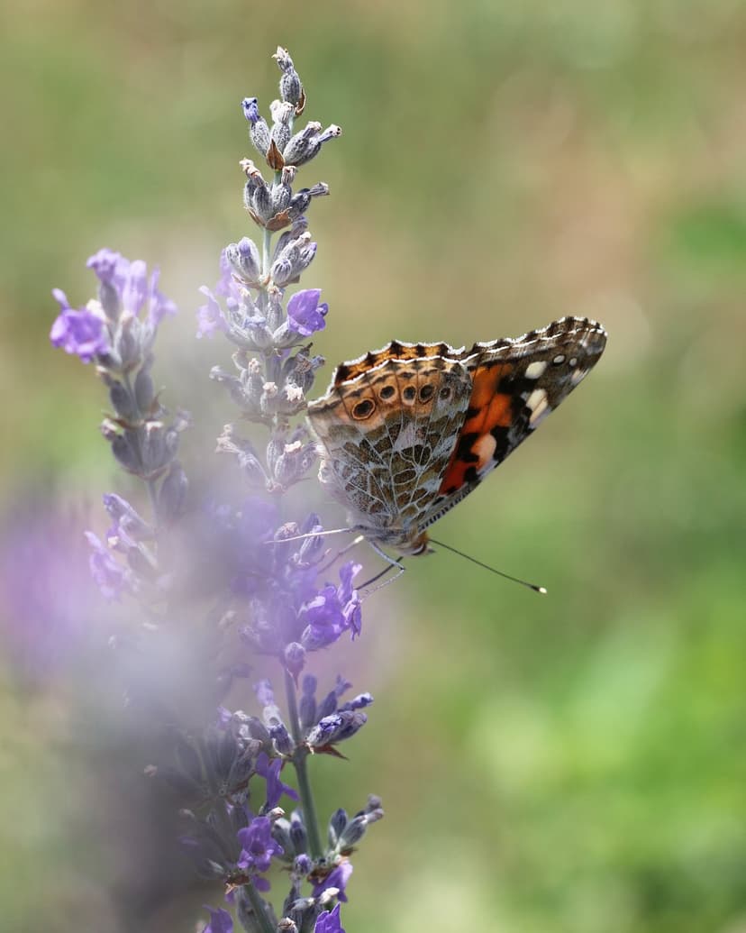 Painted Lady butterfly with orange wings rests on a purple lavender stem against a blurred green background.