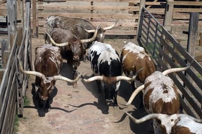 Herd of Longhorn Cattle in Wooden Pen
