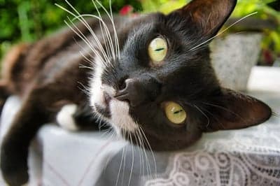 Black Tuxedo Cat with Green Eyes Mobile Wallpaper