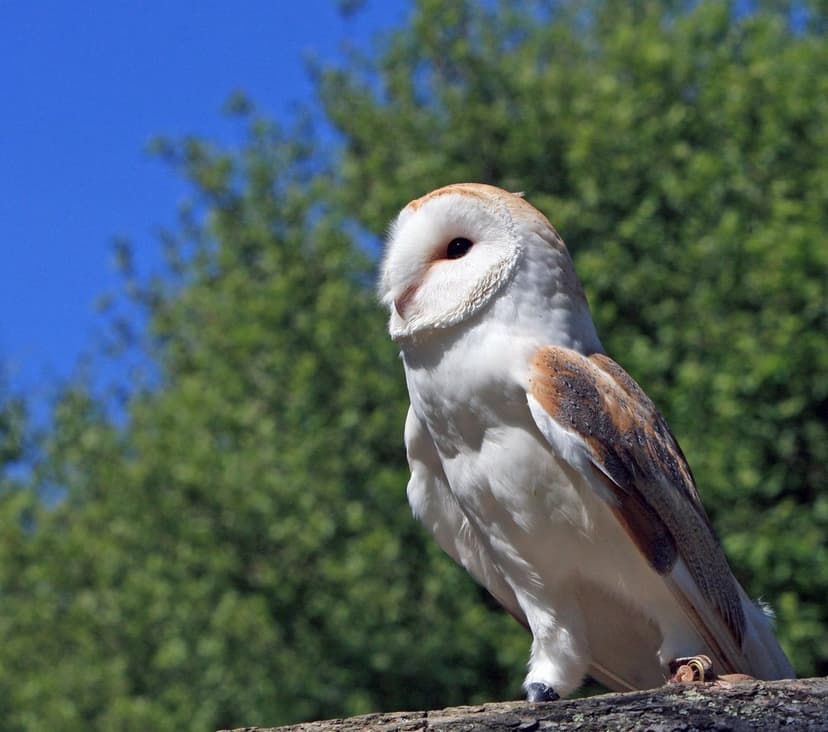 Barn Owl with a white heart-shaped face sits on a branch under a clear blue sky with green leaves in the distance.