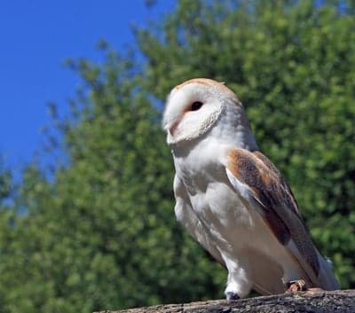 Majestic Barn Owl Portrait Phone Wallpaper Background
