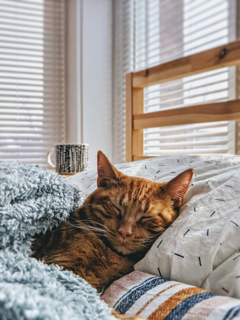 Orange tabby cat napping under a blue blanket as sunlight through blinds casts shadows on a white duvet mug.
