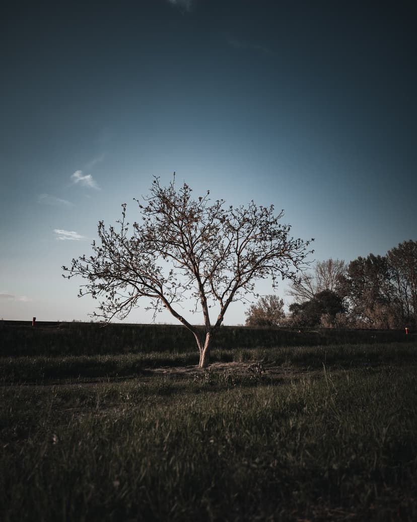 Bare deciduous tree with dark branches stands in a grassy field under a vast blue sky with light wispy clouds.
