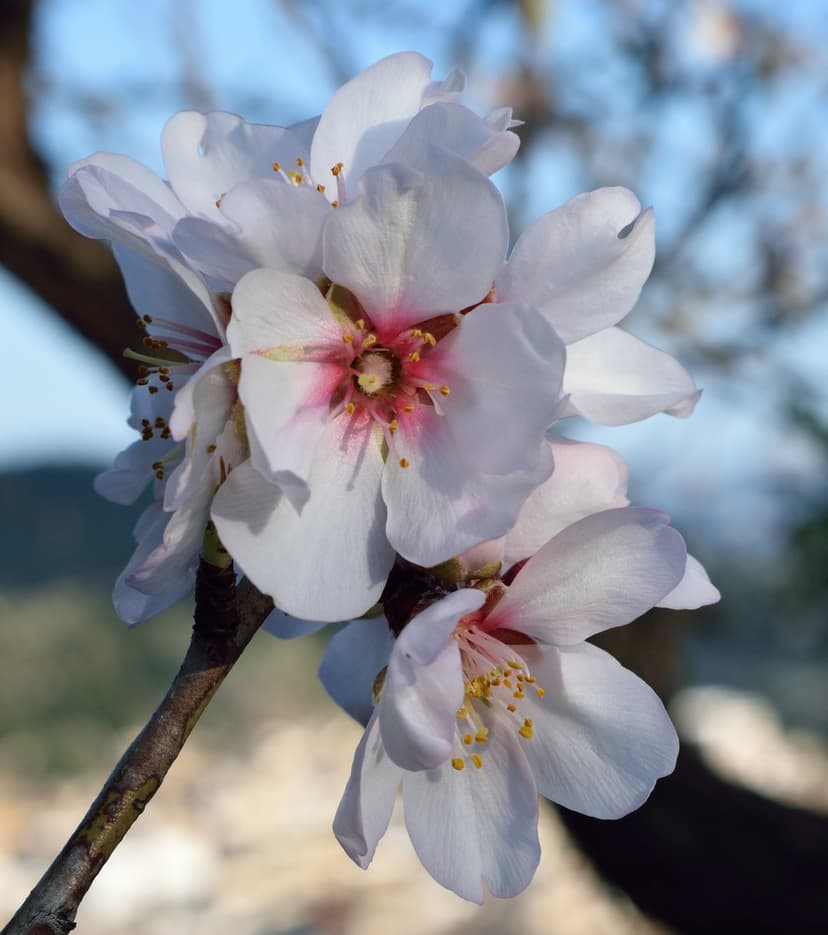 Almond blossoms with white petals and yellow stamens on a brown branch against a blurred sky background.