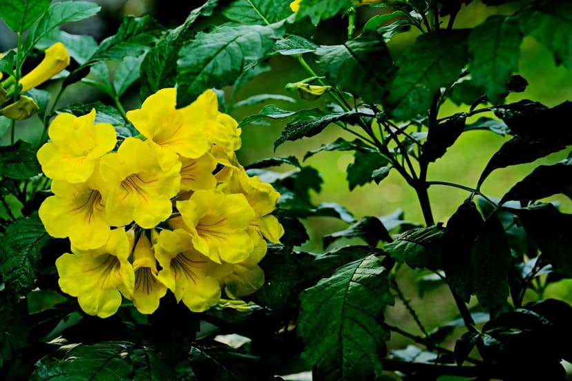 Yellow trumpet flowers with delicate petals clustered among glossy deep green leaves in a macro botanical shot.