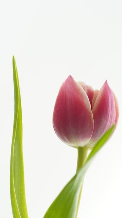 Soft Pink Tulip Bud and Green Stem Phone Wallpaper