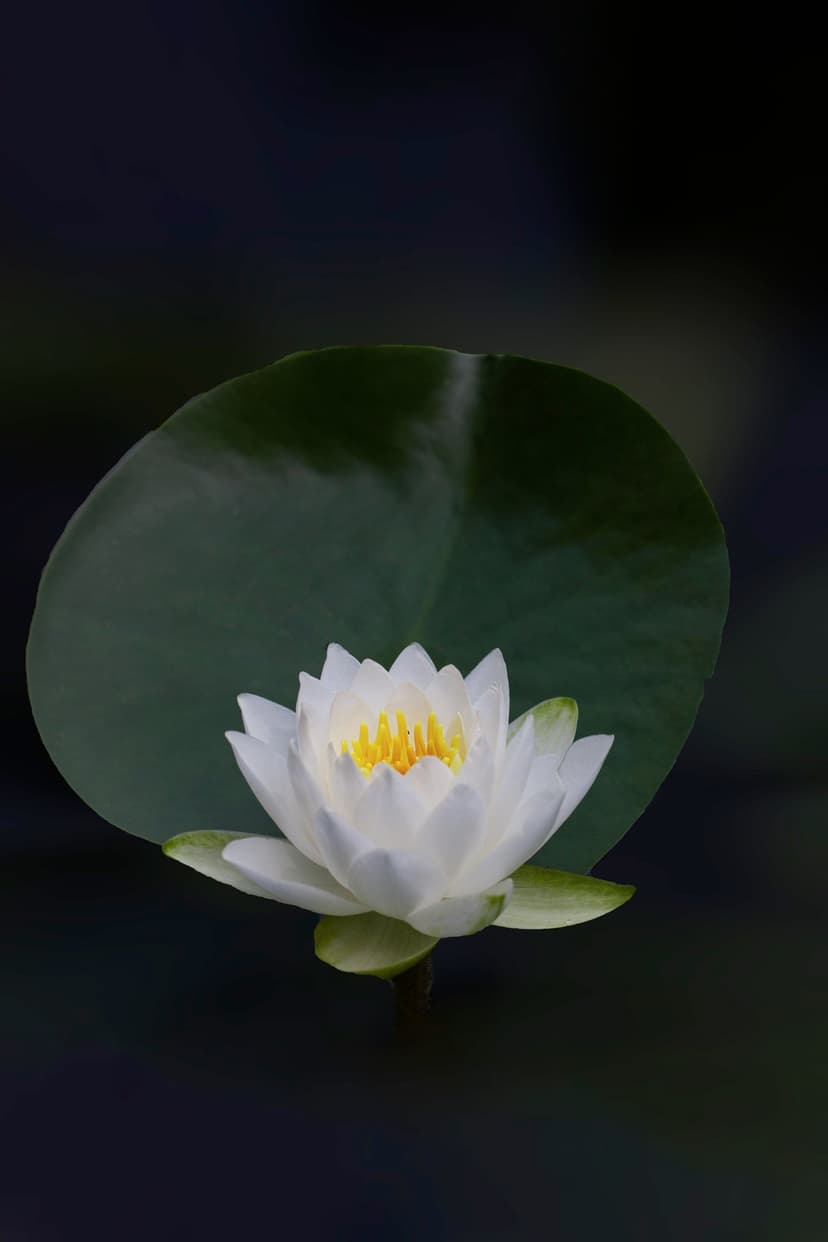 White water lily with yellow stamen floats on dark water beside a large green leaf in a tranquil pond.